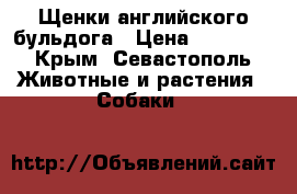 Щенки английского бульдога › Цена ­ 45 000 - Крым, Севастополь Животные и растения » Собаки   